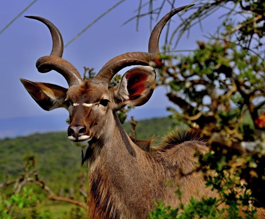 Umlambo River Lodge Kirkwood Dış mekan fotoğraf